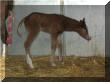 2007 filly sired by I Am A Hot Topic